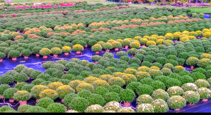 Mums | Stonington Gardens LLC